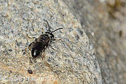 Verkannte Maskenbiene (Hylaeus confusus) (C304119)