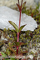 Epilobium anagallidifolium (C304131)
