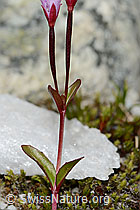 Epilobium anagallidifolium (C304132)