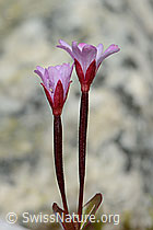 Epilobium anagallidifolium (C304133)