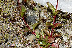 Epilobium anagallidifolium (C304134)