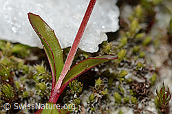 Epilobium anagallidifolium (C304136)