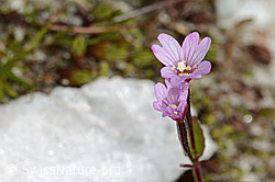 Epilobium anagallidifolium (C304139)