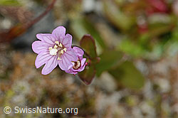 Epilobium anagallidifolium (C304140)