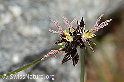 C304142: Jacquins Binse (Juncus jacquinii)