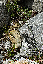 C304143: Jacquins Binse (Juncus jacquinii)