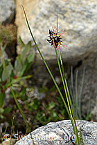 C304145: Jacquins Binse (Juncus jacquinii)
