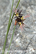 C304147: Jacquins Binse (Juncus jacquinii)
