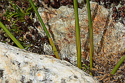 C304152: Jacquins Binse (Juncus jacquinii)