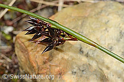 C304168: Jacquins Binse (Juncus jacquinii)