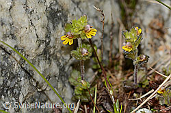 Zwerg-Augentrost (Euphrasia minima) (C304170)