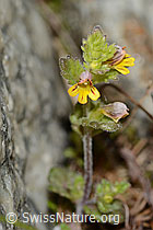Zwerg-Augentrost (Euphrasia minima) (C304174)