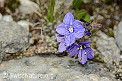 Felsen-Ehrenpreis (Veronica fruticans) (08.2024, C304175)