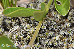 Felsen-Ehrenpreis (Veronica fruticans) (C304179)
