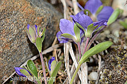 Felsen-Ehrenpreis (Veronica fruticans) (C304181)