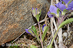 Felsen-Ehrenpreis (Veronica fruticans) (C304182)