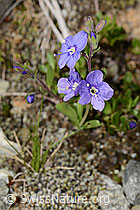 Felsen-Ehrenpreis (Veronica fruticans) (C304183)