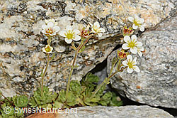 Saxifraga exarata (08.2024, C304187)