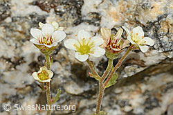 Saxifraga exarata (08.2024, C304188)