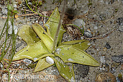 C304198: Dünnsporniges Fettblatt (Pinguicula leptoceras)
