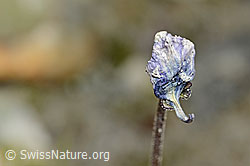 Dünnsporniges Fettblatt (Pinguicula leptoceras) (08.2024, C304199)