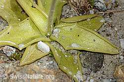 C304201: Dünnsporniges Fettblatt (Pinguicula leptoceras)