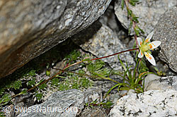 Saxifraga bryoides (C304216)