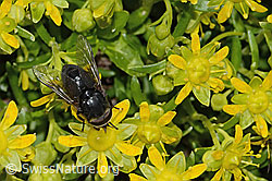 Hybomitra caucasica (Bremse) auf Bewimpertem Steinbrech (Saxifraga aizoides) (C304237)