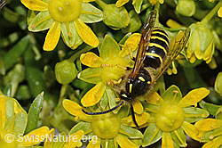 Waldwespe (Dolichovespula sylvestris) auf Bewimpertem Steinbrech (Saxifraga aizoides) (C304239)