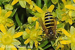 Waldwespe (Dolichovespula sylvestris) auf Bewimpertem Steinbrech (Saxifraga aizoides) (C304241)
