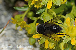 Hybomitra caucasica (Bremse) auf Bewimpertem Steinbrech (Saxifraga aizoides) (C304242)