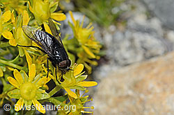 Hybomitra caucasica (Bremse) auf Bewimpertem Steinbrech (Saxifraga aizoides) (C304249)