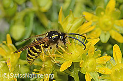 Waldwespe (Dolichovespula sylvestris) auf Bewimpertem Steinbrech (Saxifraga aizoides) (C304251)