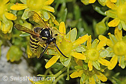 Waldwespe (Dolichovespula sylvestris) auf Bewimpertem Steinbrech (Saxifraga aizoides) (C304255)