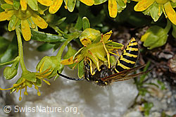 Waldwespe (Dolichovespula sylvestris) auf Bewimpertem Steinbrech (Saxifraga aizoides) (C304256)
