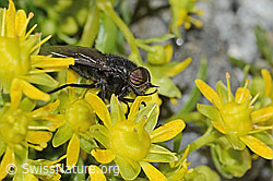 Hybomitra caucasica (Bremse) auf Bewimpertem Steinbrech (Saxifraga aizoides) (C304265)