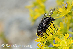 Hybomitra caucasica (Bremse) auf Bewimpertem Steinbrech (Saxifraga aizoides) (C304270)