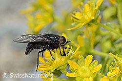 Hybomitra caucasica (Bremse) auf Bewimpertem Steinbrech (Saxifraga aizoides) (C304272)