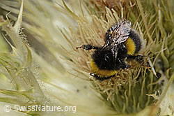 Heide-Erdhummel (Bombus cryptarum) auf Alpen-Kratzdistel (Cirsium spinosissimum) (C304301)