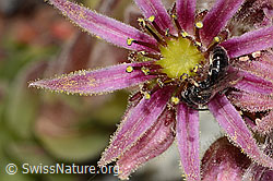 Berg-Hauswurz (Sempervivum montanum)