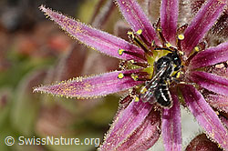 Hylaeus confusus on Sempervivum montanum (C304342)