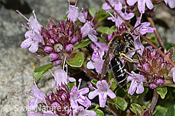 Alpen-Seidenbiene (Colletes impunctatus) auf Vielhaariger Thymian (Thymus praecox ssp. polytrichus) (C304346)