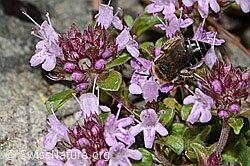 Alpen-Seidenbiene (Colletes impunctatus) auf Vielhaariger Thymian (Thymus praecox ssp. polytrichus) (C304347)