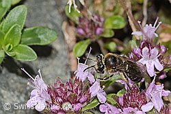 Alpen-Seidenbiene (Colletes impunctatus) auf Vielhaariger Thymian (Thymus praecox ssp. polytrichus) (C304350)