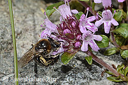 Alpen-Seidenbiene (Colletes impunctatus) auf Vielhaariger Thymian (Thymus praecox ssp. polytrichus) (C304353)