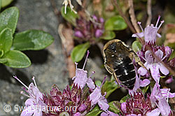 Alpen-Seidenbiene (Colletes impunctatus) auf Vielhaariger Thymian (Thymus praecox ssp. polytrichus) (C304355)