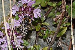Alpen-Seidenbiene (Colletes impunctatus) auf Vielhaariger Thymian (Thymus praecox ssp. polytrichus) (C304358)
