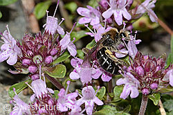 Alpen-Seidenbiene (Colletes impunctatus)<br/>Vielhaariger Thymian (Thymus polytrichus)