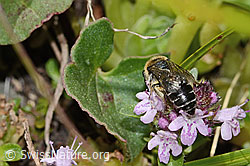 Alpen-Seidenbiene (Colletes impunctatus) auf Vielhaariger Thymian (Thymus praecox ssp. polytrichus) (C304362)