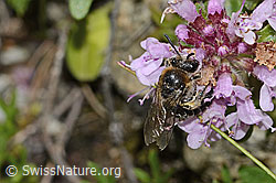 Alpen-Seidenbiene (Colletes impunctatus) auf Vielhaariger Thymian (Thymus praecox ssp. polytrichus) (C304367)